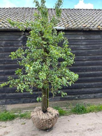 Fruitbomen appel perenboom pruim kers div leeftijden / ras, Ophalen, Lente, In pot, 250 tot 400 cm