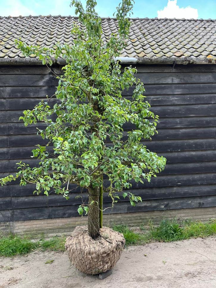 Fruitbomen appel perenboom pruim kers div leeftijden / ras, Tuin en Terras, Planten | Fruitbomen, Halfschaduw, In pot, 250 tot 400 cm
