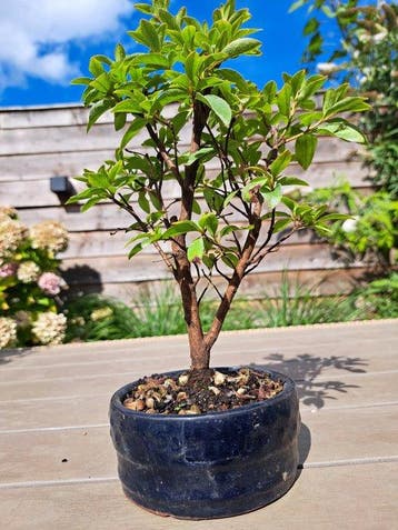 Azalea Bonsai - Hoogte (boom): 25 cm - Diepte (boom): 18 cm