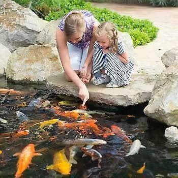 Koi Voer  van hoge kwaliteit en de beste Prijs!!, Dieren en Toebehoren, Vissen | Vijvervissen, Karper of Koi