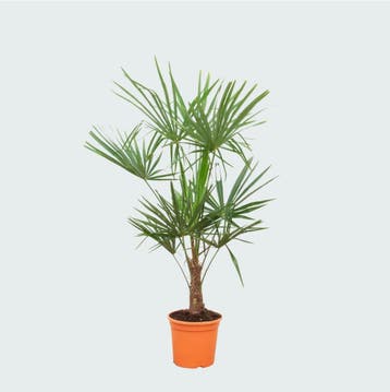 Green Bubble - Trachycarpus Fortunei - 160cm - Ø27 cm, Tuin en Terras, Ophalen of Verzenden