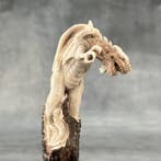 Snijwerk, NO RESERVE PRICE - Stunning European Dragon, Antiek en Kunst