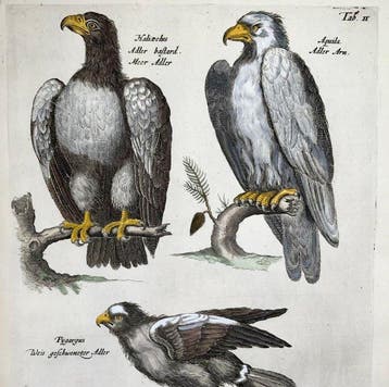 Matthäus Merian (1593-1650) - hand coloured folio: Eagles,