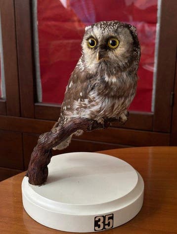 Civetta capogrosso Taxidermie volledige montage - Aegolius, Verzamelen, Nieuw