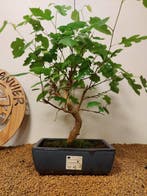 Morus - Hoogte (boom): 51 cm - Diepte (boom): 37 cm -