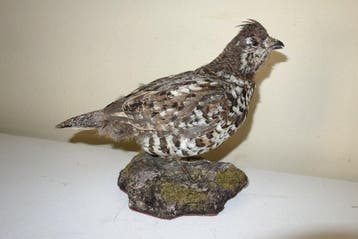 Hazel Grouse Taxidermie volledige montage - Tetrastes, Nieuw