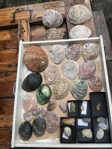 Unique Haliotis collection Zeeschelp - Haliotis, Nieuw