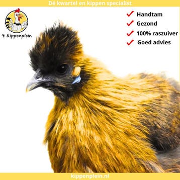 Tamme, Mooie Zijdehoenders te koop!, Meerdere dieren, Kip