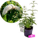 Buddleja White Profusion + pot 19cm, Verzenden