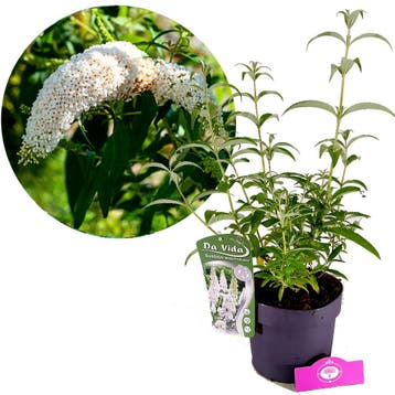 Buddleja White Profusion + pot 19cm, Verzenden
