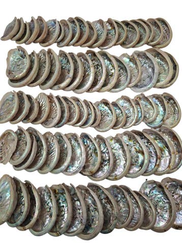 Abalone Haliotis Midae schelpen 1 kilo, Hobby en Vrije tijd, Ophalen of Verzenden, Nieuw