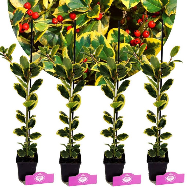 Ilex Golden King + pot 9cm 4 pcs, Tuin en Terras, Planten | Fruitbomen, Volle zon, Verzenden