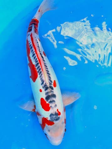 HQ Shusui van Ozumi Ikarashi 40cm (Japanse Koi), Dieren en Toebehoren, Karper of Koi