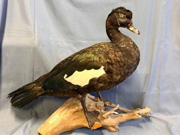 Stomme eend Taxidermie volledige montage - Cairina moschata, Nieuw