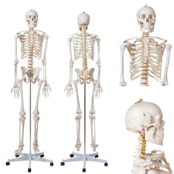Anatomie model menselijk skelet (180 cm), Nieuw