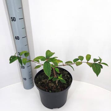 Viburnum plicatum Kilimandjaro Sunrise | Sneeuwbal € 11,50, Ophalen, Struik