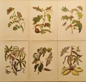 Maria Sibylla Merian (1647–1717) - Lot of 6 plates da