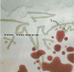 cd - The Grapes - Water To Wine, Verzenden, Zo goed als nieuw