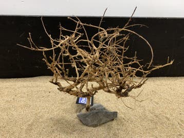 Osaka Bonsai Tree nr 20 - 28x10x36cm - aquascaping boom, Ophalen of Verzenden, Nieuw, Plant(en), Steen of Hout