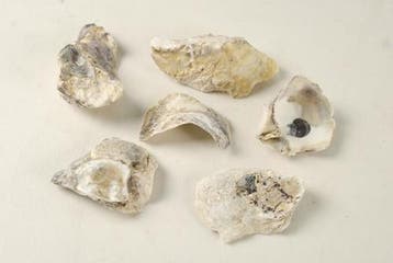 Oesterschelpen Stukjes 1 kilo, Ophalen of Verzenden, Nieuw