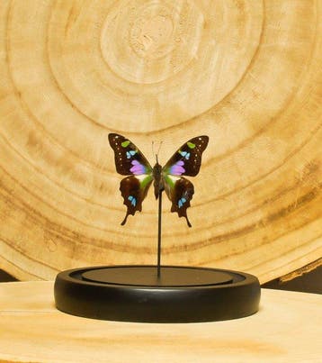Vlinder Taxidermie volledige montage - Urania ripheus - 16, Antiek en Kunst