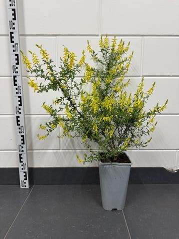 Inheemse planten – bomen, struiken, rozen en heide, In pot, Halfschaduw, Lente, 100 tot 250 cm