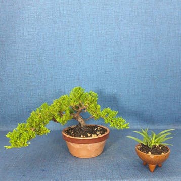 Jeneverbes bonsai (Juniperus) - Hoogte (boom): 14 cm -