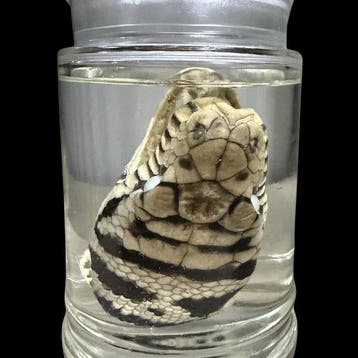Python Amethyste Taxidermie volledige montage - Scrub python, Nieuw