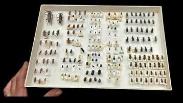 Paléarctique beetles ex French Mr Amédro (39x26cm) - Diorama, Nieuw