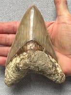 Grote Megalodon-tand 13,7 cm - Fossiele tand - Carcharocles