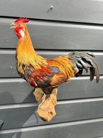 Haan Taxidermie volledige montage - Gallus Gallus - 34 cm -, Nieuw
