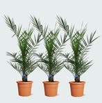 Green Bubble - Combideal - 3x Phoenix Canariensis - 80cm, Ophalen of Verzenden