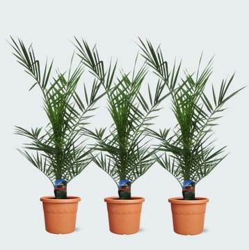 Green Bubble - Combideal - 3x Phoenix Canariensis - 80cm, Ophalen of Verzenden