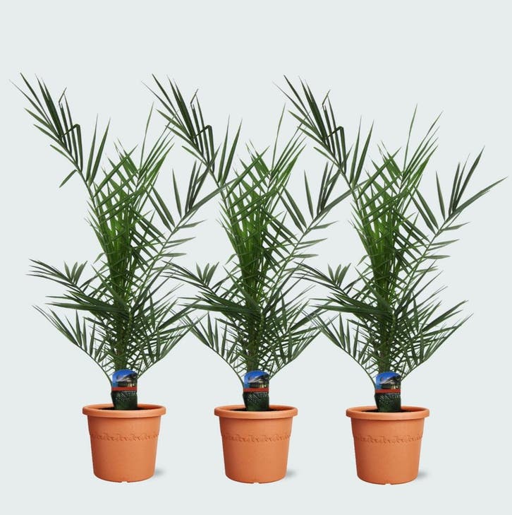 Green Bubble - Combideal - 3x Phoenix Canariensis - 80cm, Tuin en Terras, Planten | Tuinplanten, Ophalen of Verzenden