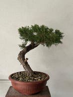 Jeneverbes bonsai (Juniperus) - Hoogte (boom): 50 cm -, Antiek en Kunst