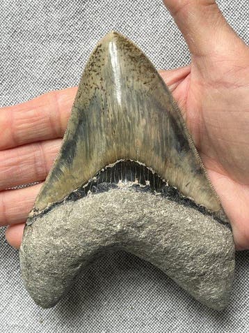 Groot Megalodon-tand van 13,6 cm - Fossiele tand -