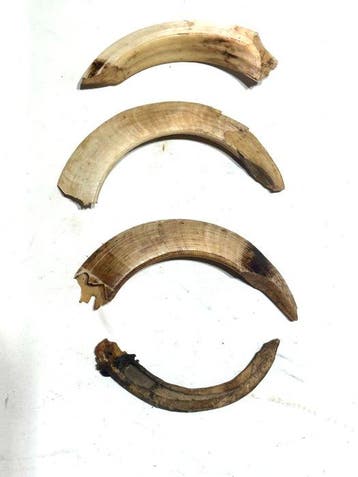 Set van 4 neusstukken – zwijnentanden - West-Papoea (Zonder