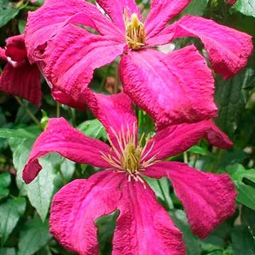 Clematis „Mad.Julia Correvon” container (C2) Sierplanten, Verzenden, Overige soorten, Struik