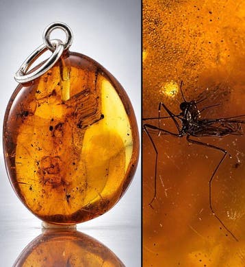 Helder honinggoud Baltische amber hanger – parasitaire wesp, Antiek en Kunst