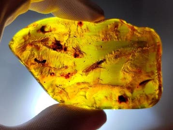 FOSSlL-AMAZING!! Dominicaans amber- 27 g