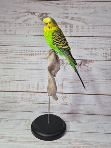 Grasparkiet Taxidermie volledige montage - Melopsittacus, Verzamelen, Nieuw