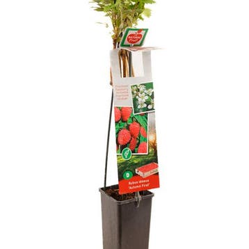 Framboos Autumn First container (P11) Wit, Verzenden