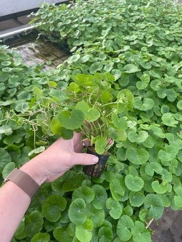 Hydrocotyle Leucocephala (Aquariumplanten), Dieren en Toebehoren, Verzenden, Nieuw, Plant(en), Steen of Hout