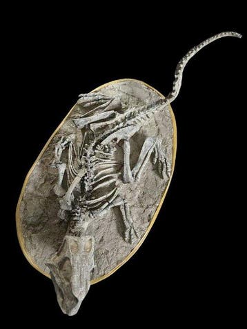 Museumcollectie Level-Gastrolieten - Fossiel bot -