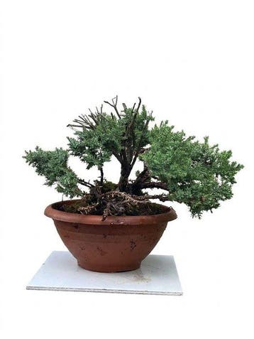 Jeneverbes bonsai (Juniperus) - Hoogte (boom): 18 cm -