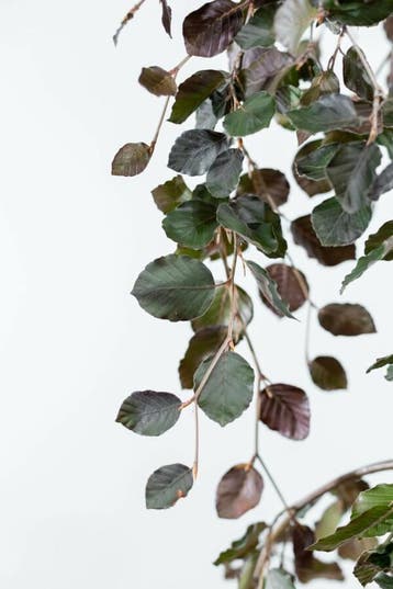 Fagus sylvatica Purple Fountain hoogstam 14/16
