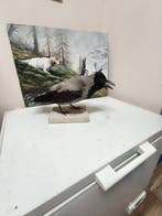 Zwarte kraai Taxidermie volledige montage - Corvis cornix -, Verzamelen, Dierenverzamelingen, Nieuw