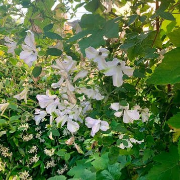Clematis Alba Luxurians container (C2) Sierplanten, Wit, Tuin en Terras, Verzenden, Overige soorten, Struik
