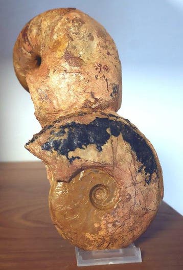 Ammoniet en nautilus zonder reserveprijs - Gefossiliseerd