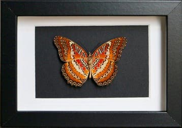 Vlinder Taxidermie volledige montage - Cethosia cyane - 10